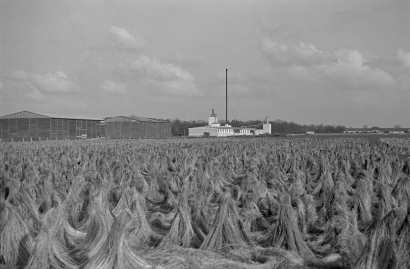 Flachsröste Lohhof, ca. 1937, Foto: Kurt Vahlensieck (© Stadtarchiv München)